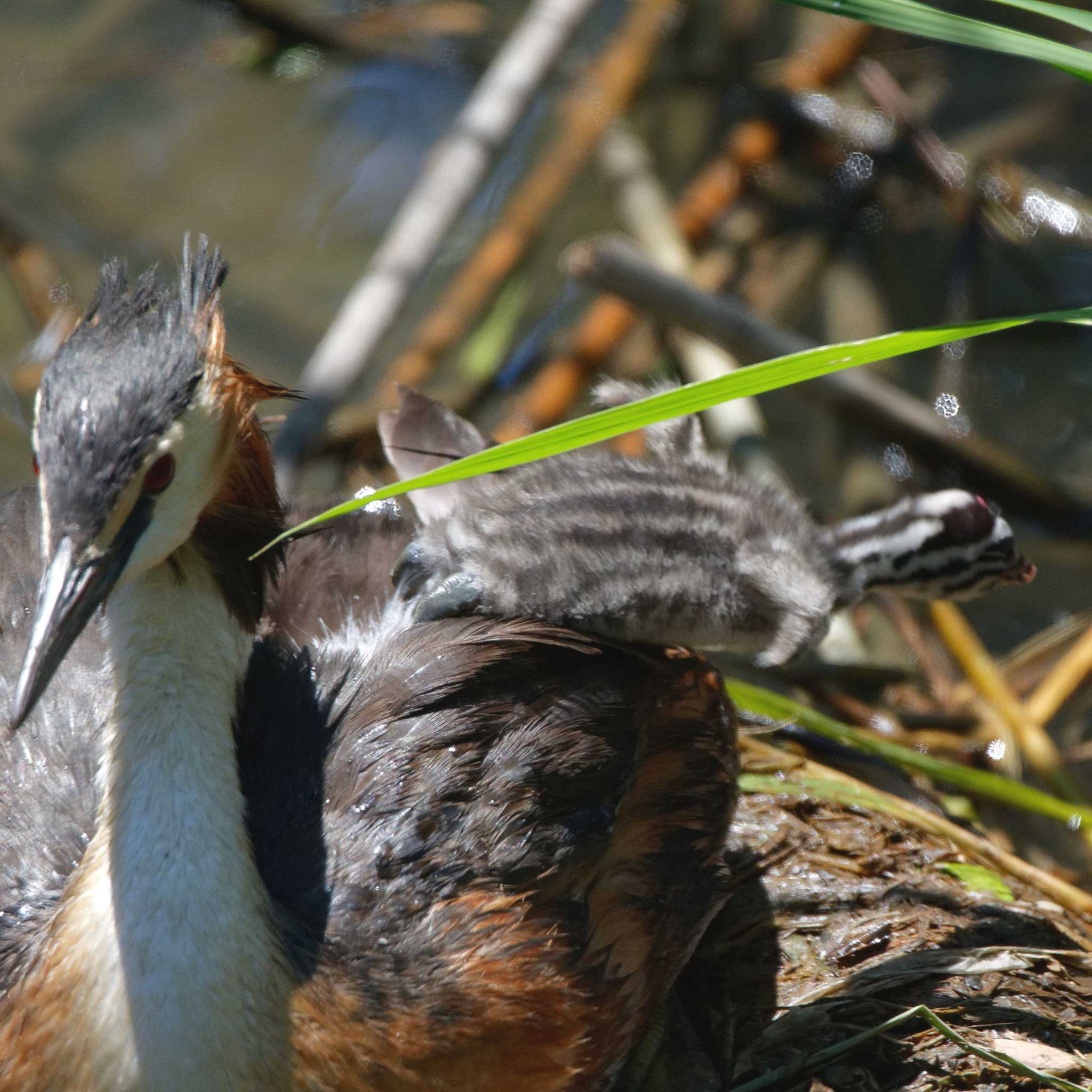 Photo of Great Crested Grebe at 琵琶湖 by herald