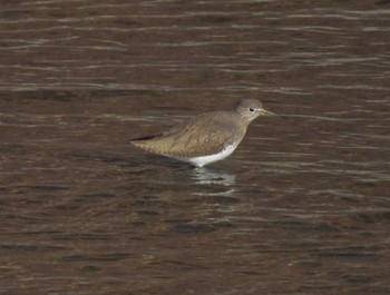 Green Sandpiper 小諸発電所第一調整池(杉の木貯水池) Sat, 12/30/2023