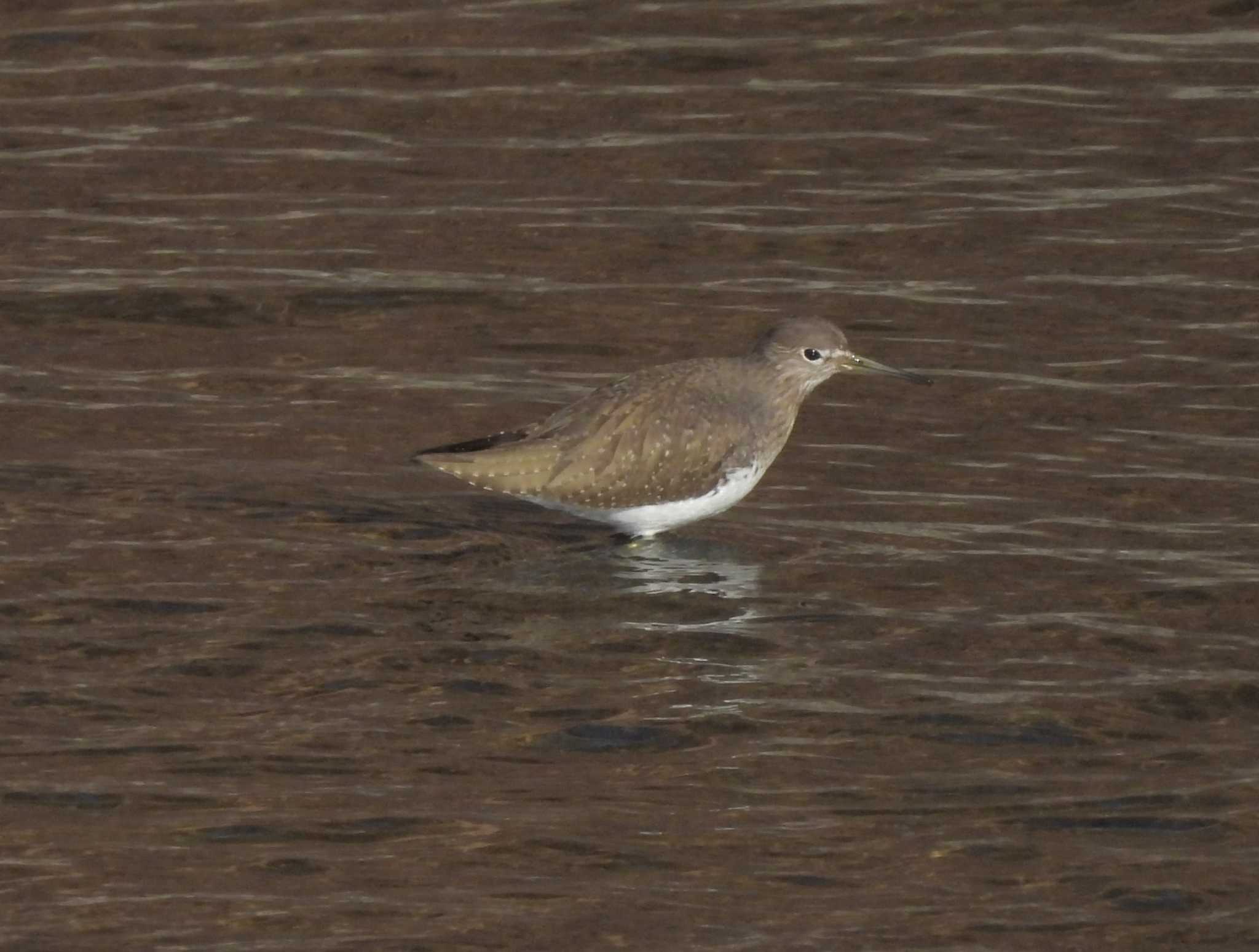 Photo of Green Sandpiper at 小諸発電所第一調整池(杉の木貯水池) by mashiko