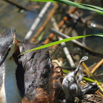 Great Crested Grebe 琵琶湖 Sat, 6/16/2018