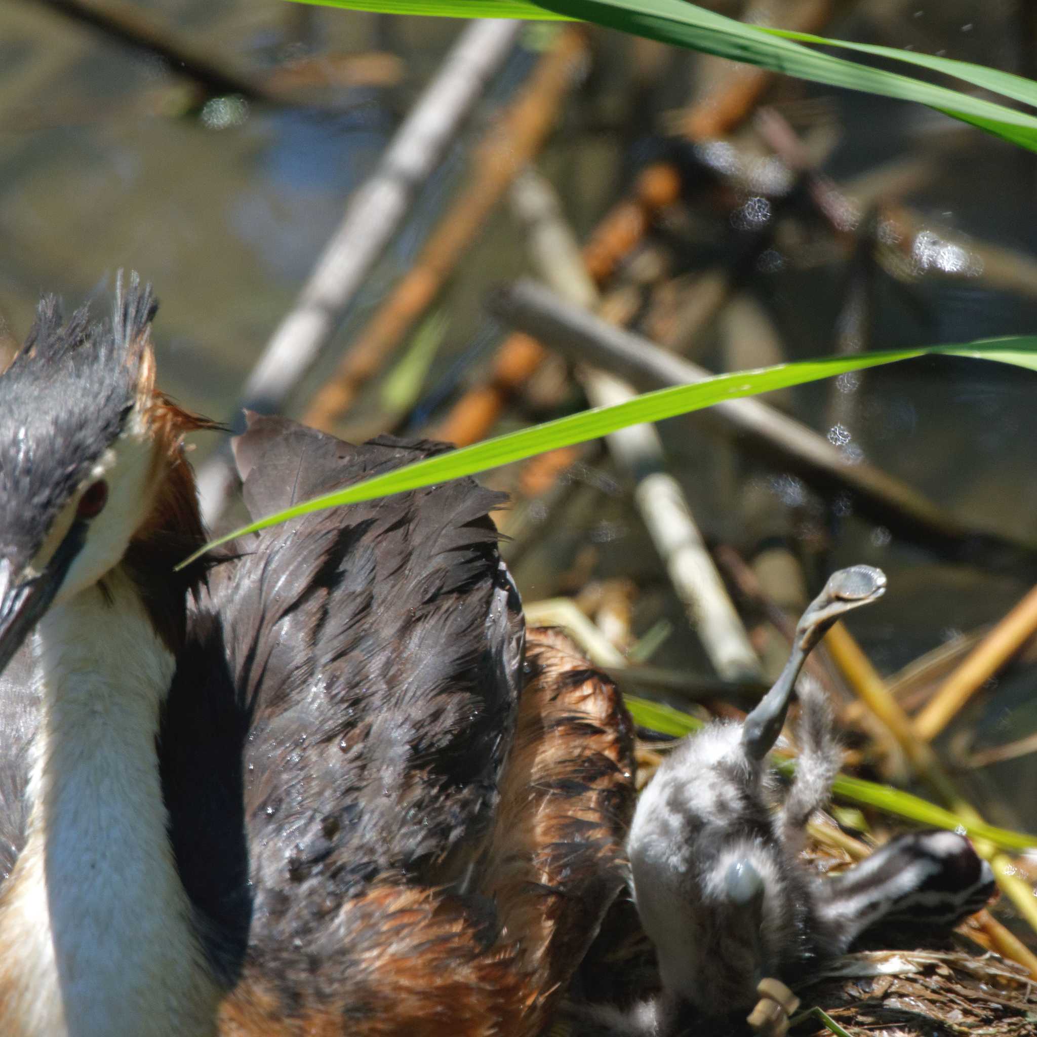 Photo of Great Crested Grebe at 琵琶湖 by herald