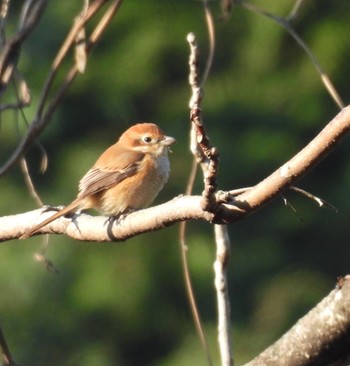 Bull-headed Shrike 養老公園 Sat, 12/30/2023