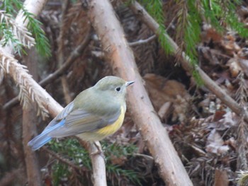 Red-flanked Bluetail 養老公園 Sat, 12/30/2023