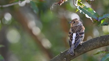 アトリ 西湖野鳥の森公園 2023年12月29日(金)