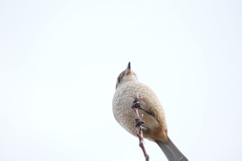 Bull-headed Shrike 甲子園浜(兵庫県西宮市) Sun, 12/31/2023