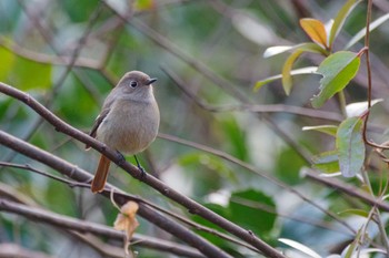 Daurian Redstart Meiji Jingu(Meiji Shrine) Sun, 12/31/2023