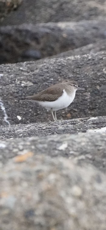 Common Sandpiper 甲子園浜 Sun, 12/31/2023