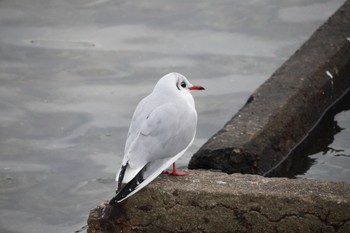 Black-headed Gull 甲子園浜 Sun, 12/31/2023