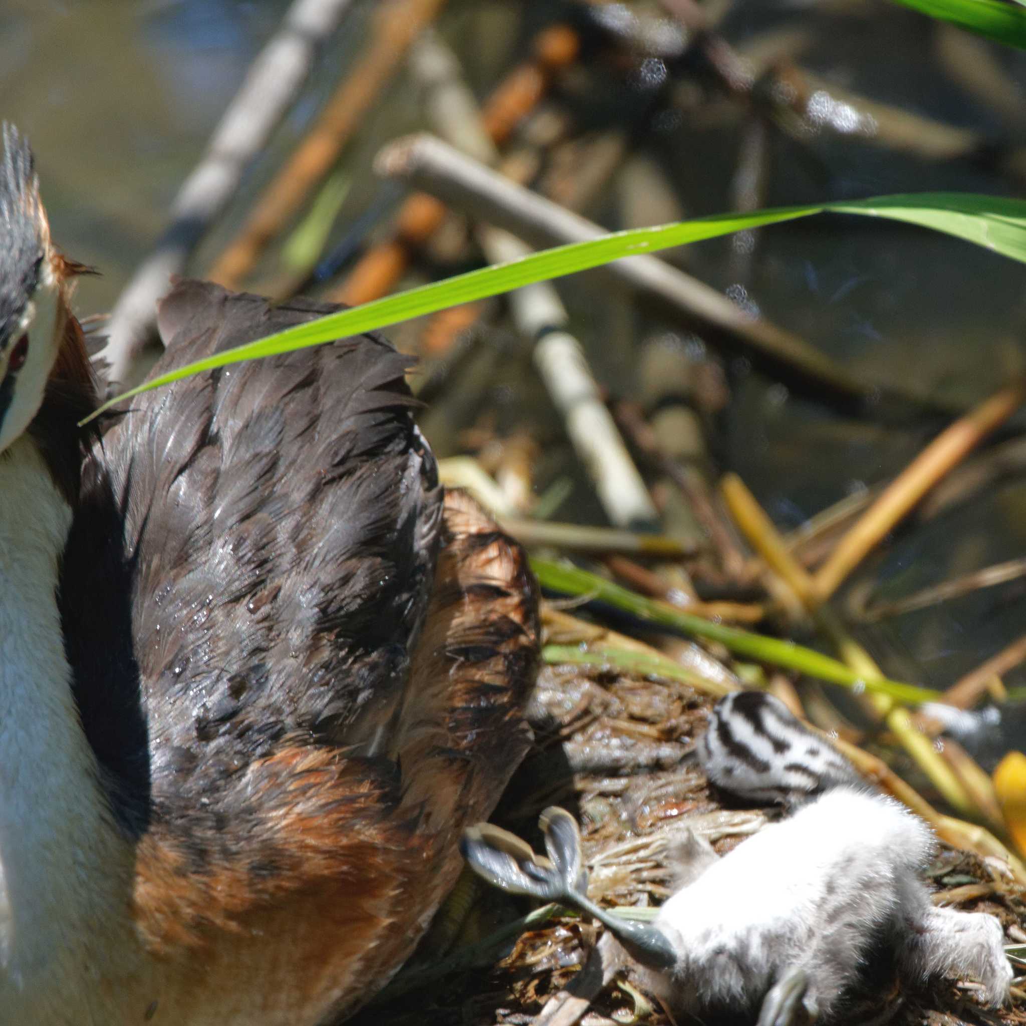 Photo of Great Crested Grebe at 琵琶湖 by herald