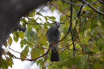 Brown-eared Bulbul 甲子園浜 Sun, 12/31/2023