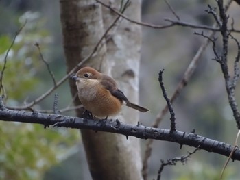 Bull-headed Shrike 生田緑地 Sun, 12/31/2023