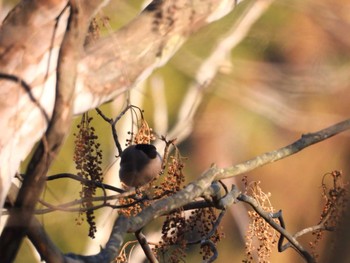 Eurasian Bullfinch Unknown Spots Thu, 12/28/2023