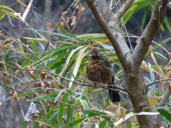 Sun, 12/31/2023 Birding report at 生田緑地