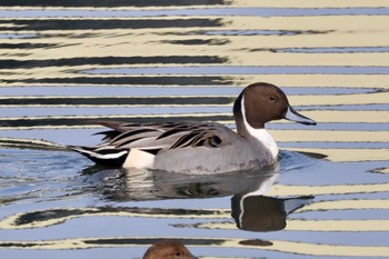 Northern Pintail 天白川 Sun, 12/31/2023