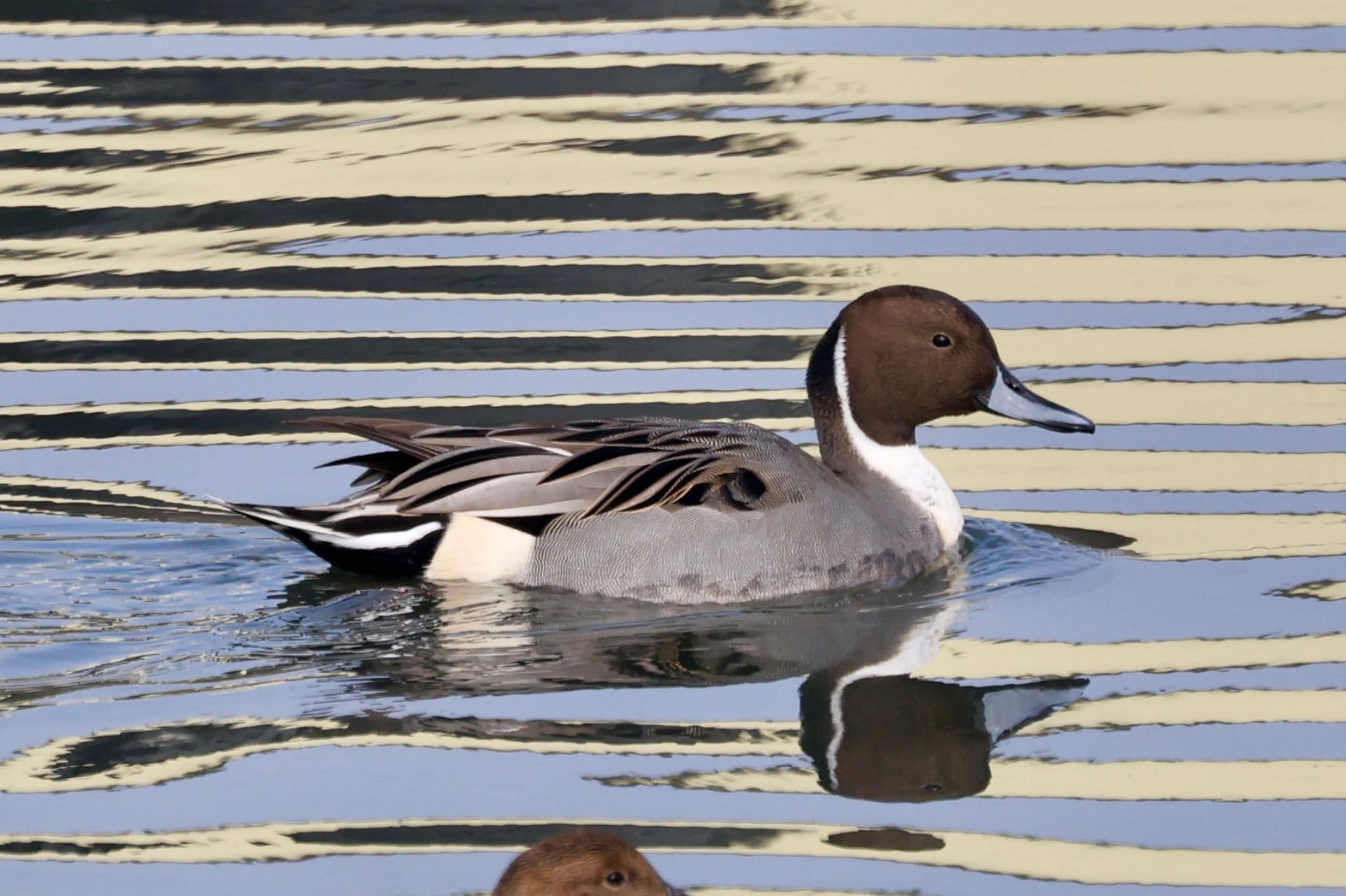 Photo of Northern Pintail at 天白川 by ベルサス