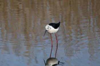 Black-winged Stilt 土留木川河口(東海市) Sun, 12/31/2023