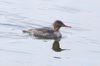 Red-breasted Merganser 天白川 Sun, 12/31/2023