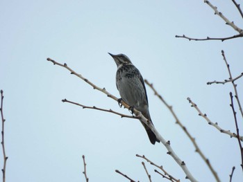 Sun, 12/31/2023 Birding report at 平和の森公園、妙正寺川