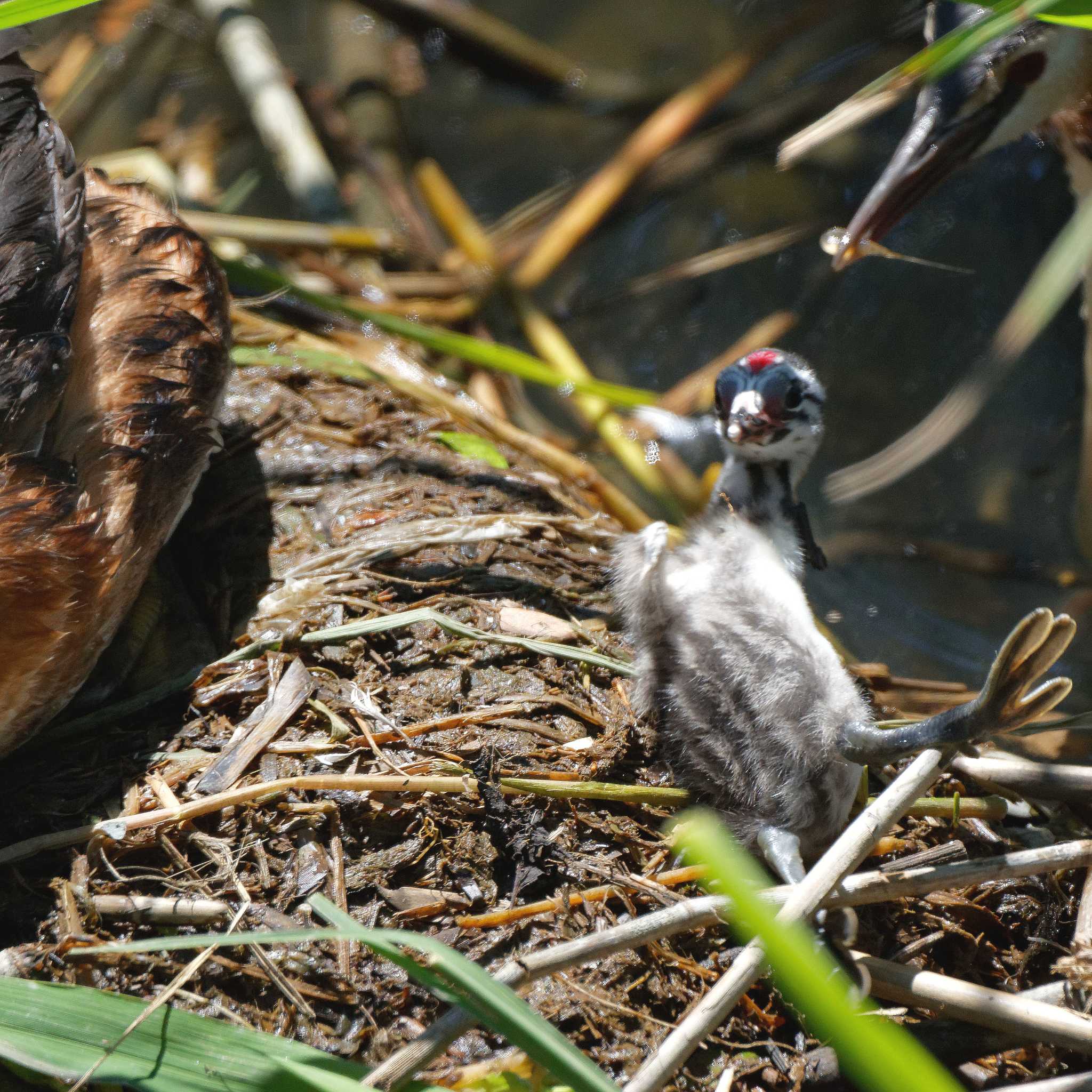 Photo of Great Crested Grebe at 琵琶湖 by herald