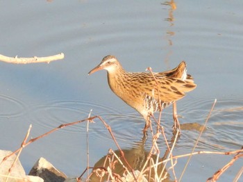 Sun, 12/31/2023 Birding report at 芝川第一調節池(芝川貯水池)