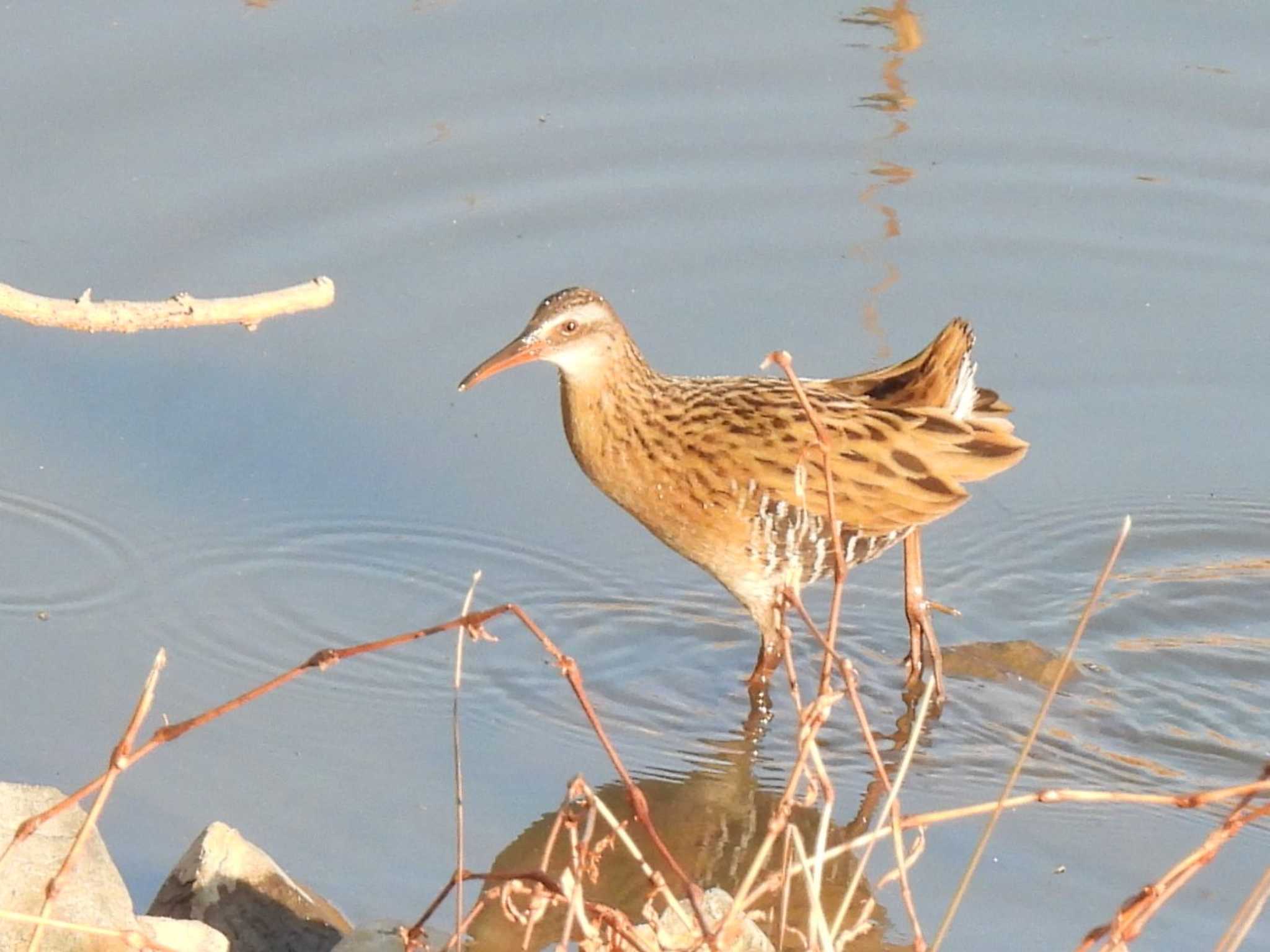 Brown-cheeked Rail