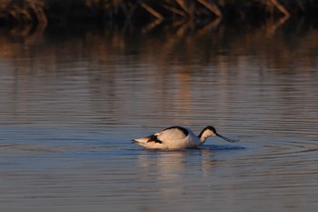 Pied Avocet Inashiki Fri, 12/29/2023