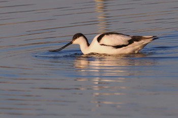 Pied Avocet Inashiki Fri, 12/29/2023