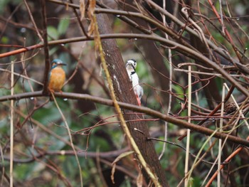 Great Spotted Woodpecker Unknown Spots Sun, 12/31/2023