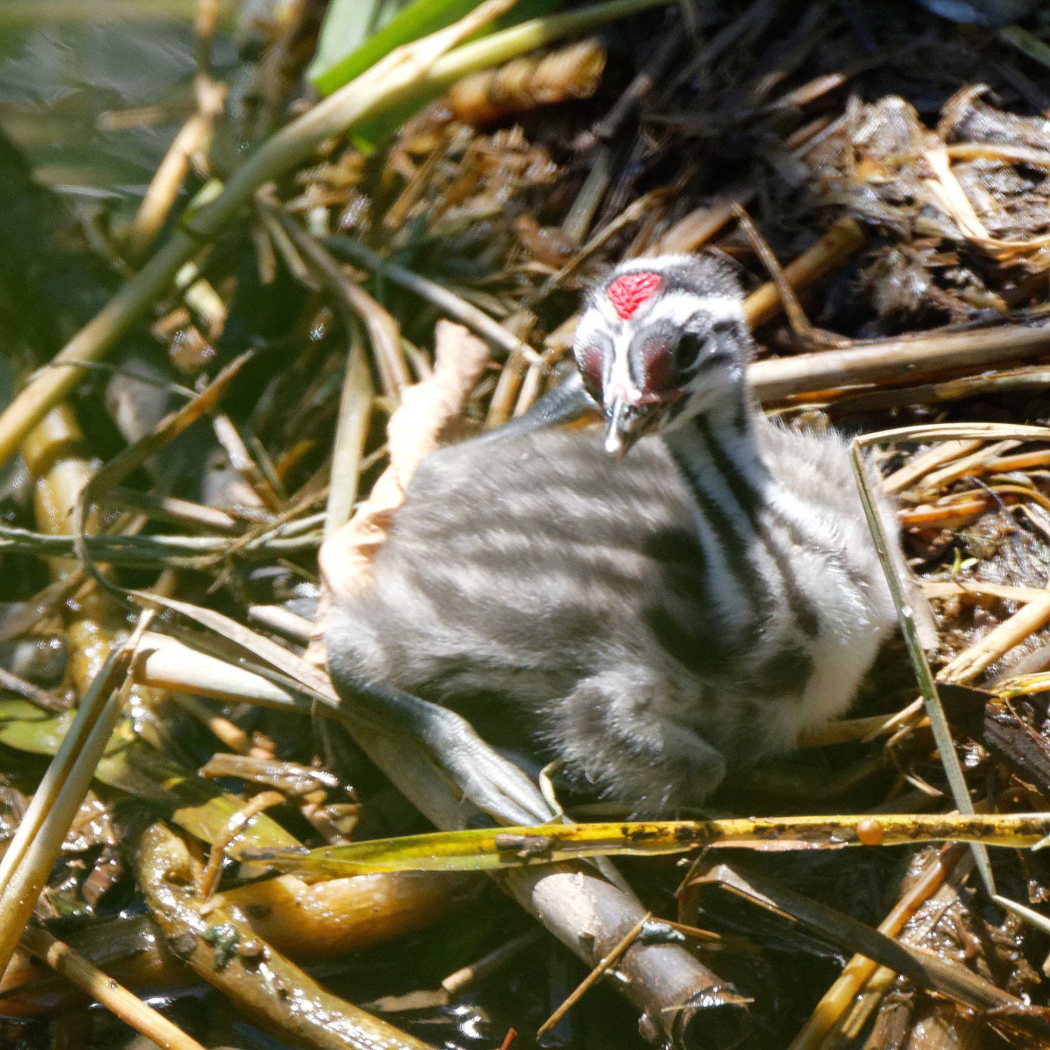 琵琶湖 カンムリカイツブリの写真 by herald