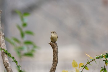 2023年12月31日(日) 大阪城公園の野鳥観察記録