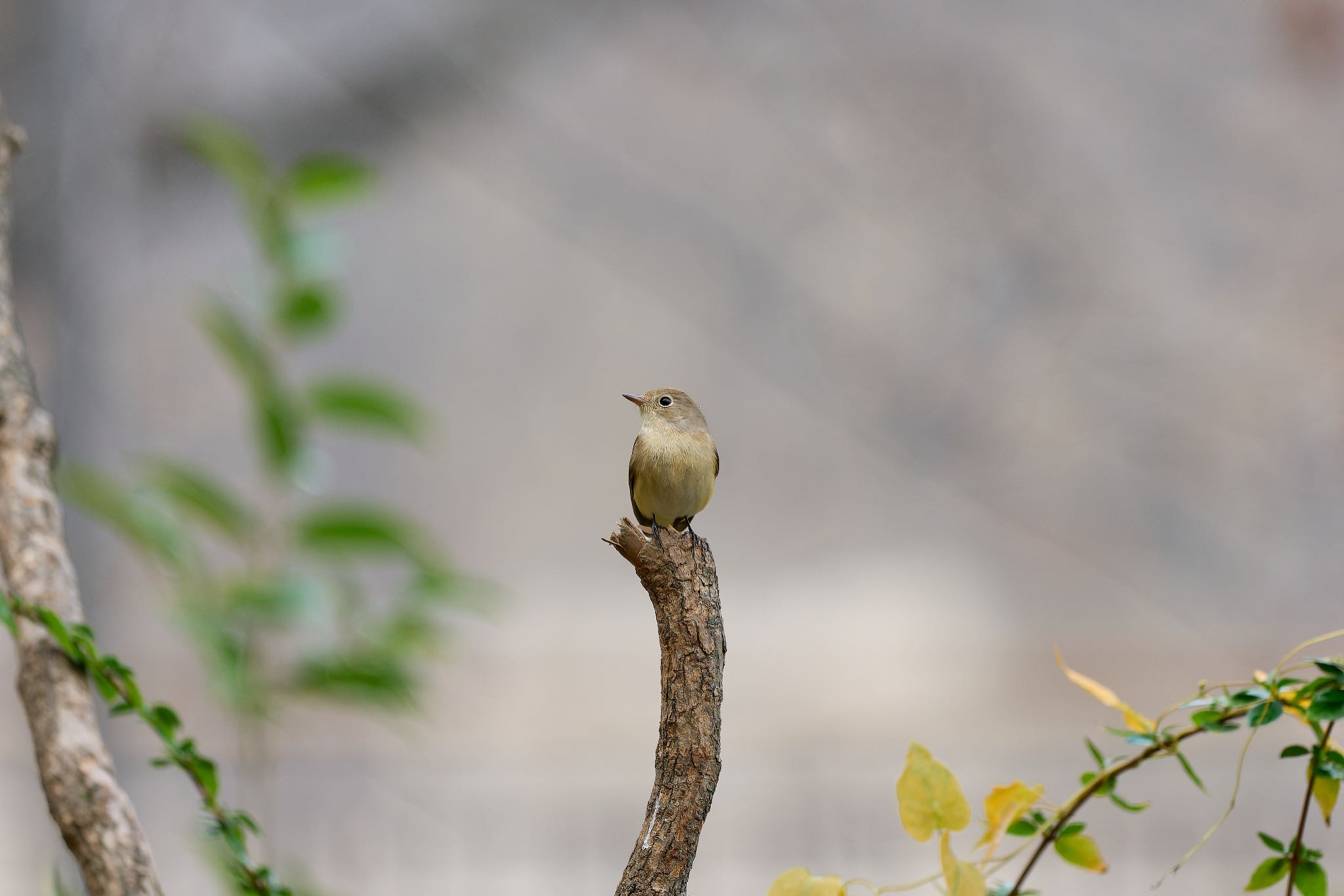 大阪城公園 ニシオジロビタキの写真 by 明石のおやじ