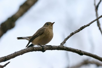 ニシオジロビタキ 大阪城公園 2023年12月31日(日)