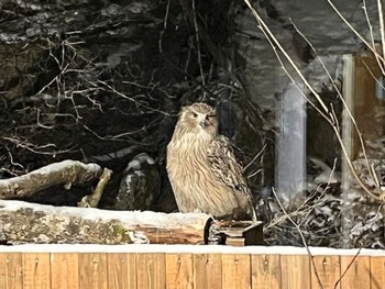 2023年12月29日(金) 中標津の野鳥観察記録