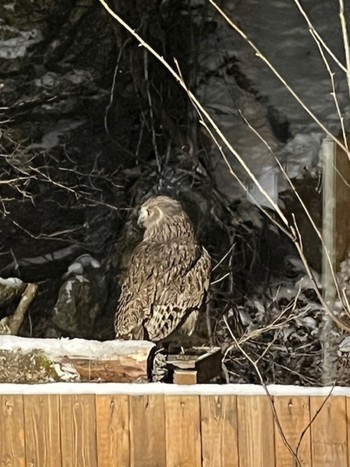 Blakiston's Fish Owl 中標津 Fri, 12/29/2023