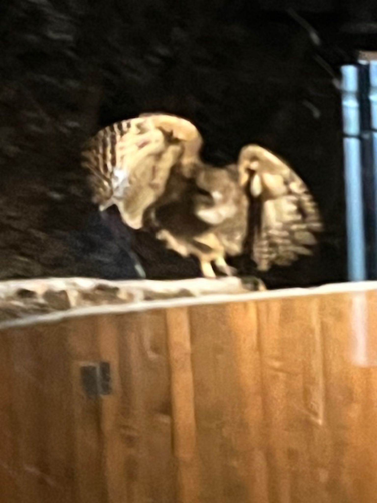 Photo of Blakiston's Fish Owl at 中標津 by とりママけいちゃん（アカウント3572）