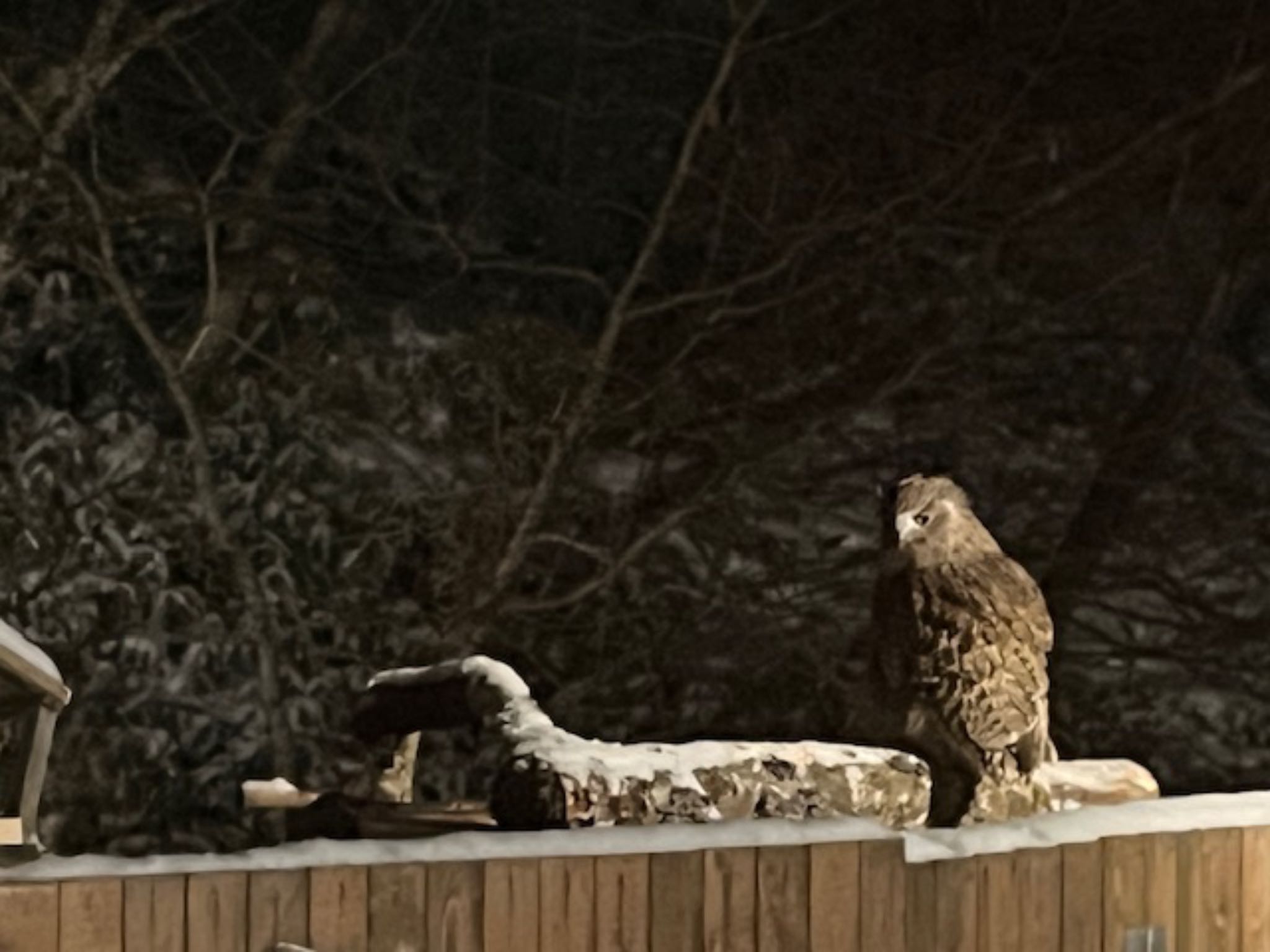 Photo of Blakiston's Fish Owl at 中標津 by とりママけいちゃん（アカウント3572）