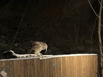 Blakiston's Fish Owl 中標津 Fri, 12/29/2023