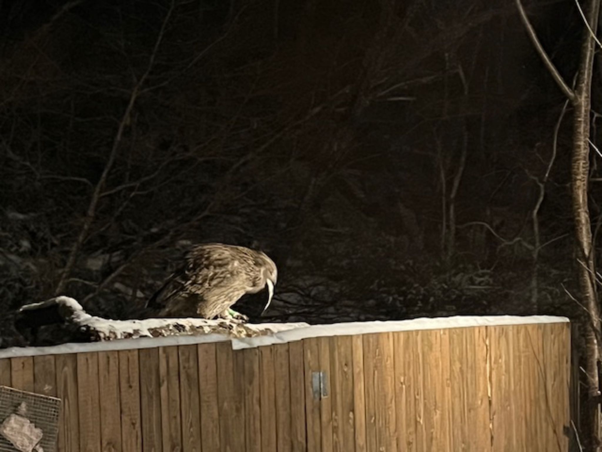 Photo of Blakiston's Fish Owl at 中標津 by とりママけいちゃん（アカウント3572）