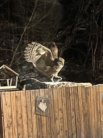 Blakiston's Fish Owl 中標津 Fri, 12/29/2023