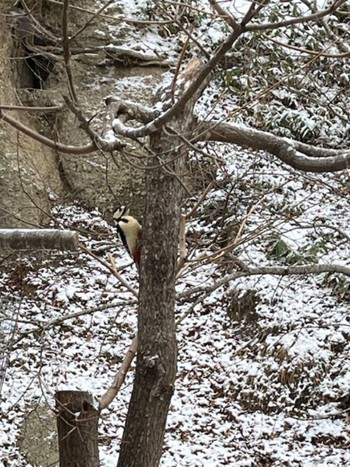 Great Spotted Woodpecker 中標津 Fri, 12/29/2023