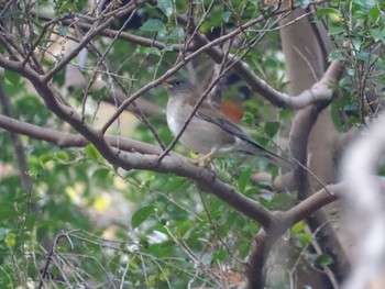 Pale Thrush 生田緑地 Sun, 12/31/2023