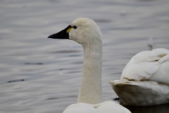 Tundra Swan(columbianus) Unknown Spots Thu, 12/28/2023