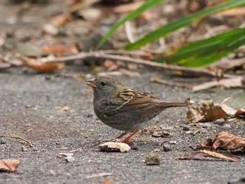 Grey Bunting 日向林道 Sun, 11/29/2020