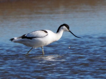 Pied Avocet 宮城県 鳥の海 Sat, 12/30/2023