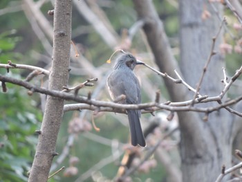 Brown-eared Bulbul Osaka Tsurumi Ryokuchi Sun, 12/31/2023