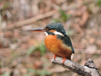 Common Kingfisher Osaka Tsurumi Ryokuchi Sun, 12/31/2023