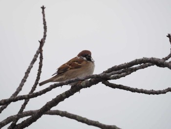 Eurasian Tree Sparrow 瓢湖 Fri, 12/29/2023