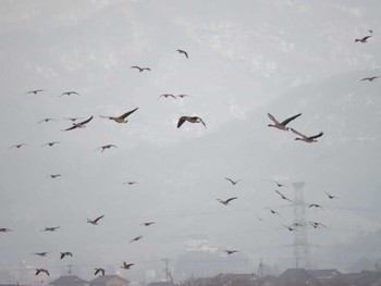 Tundra Bean Goose Fukushimagata Fri, 12/29/2023