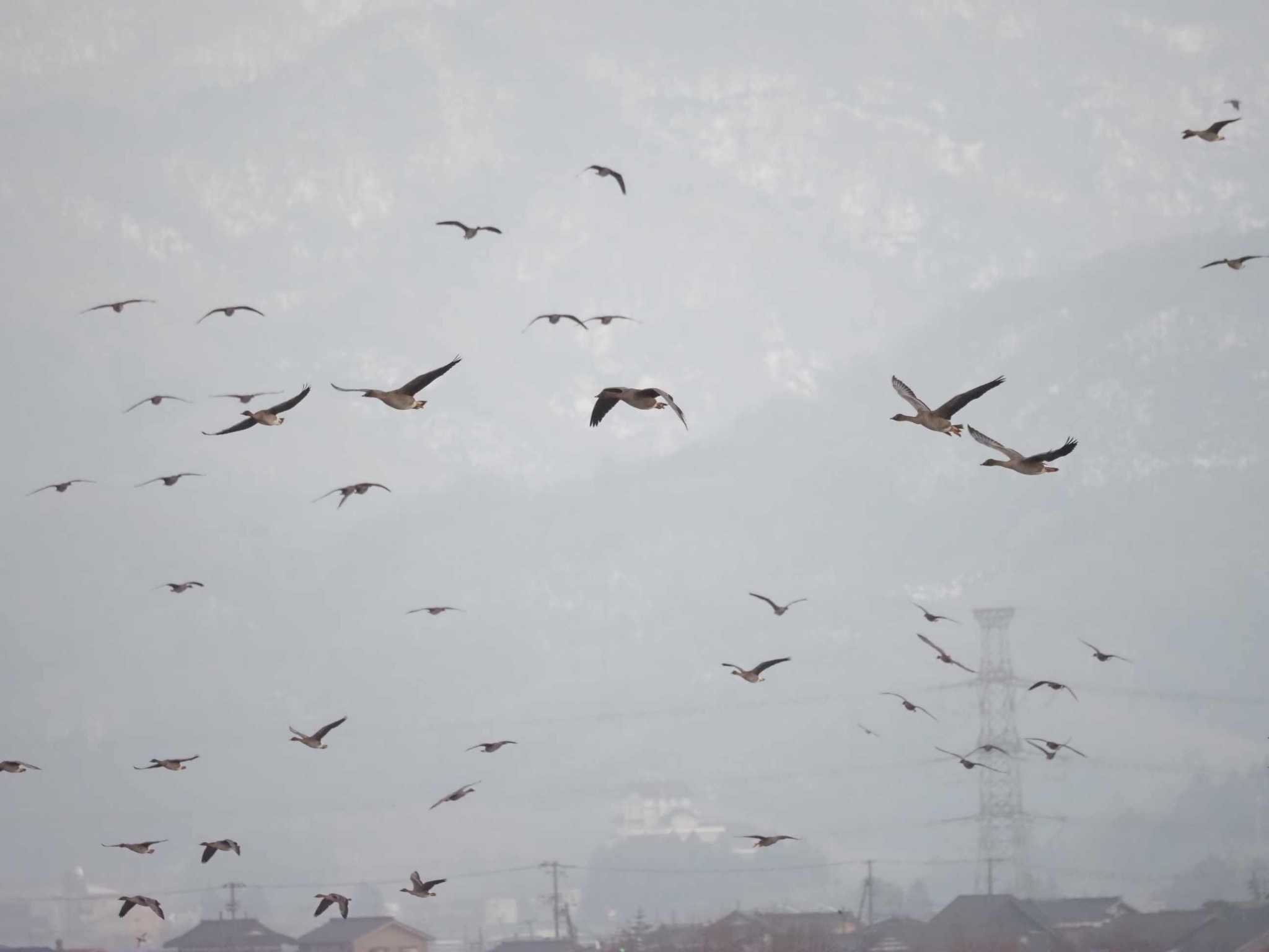 Photo of Tundra Bean Goose at Fukushimagata by さとーで