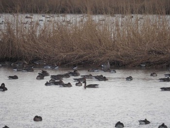 Tundra Bean Goose Fukushimagata Fri, 12/29/2023